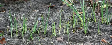 erste Frühjahrsblüher im Hangbeet.webp
