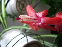 DSCF4820.webp