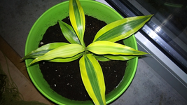 DSC00001.webp