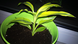 DSC00002.webp