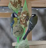 Meisen1.webp