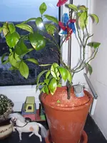 100_5965.webp