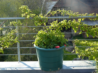 himbeere2.webp