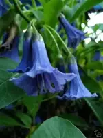 engel blau2.webp