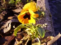 N 178.webp