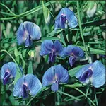 blaue Wicke .webp