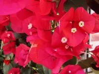 Januar 2011 319.webp