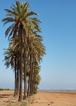 P9290048 Palmen.webp