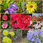 Bunte Blumen.webp