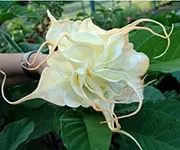 angels_summertime_t.webp