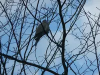 Wildtauberich.webp