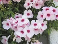 Januar 2011 328v.webp