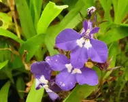 Januar 2011 396v.webp
