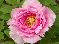 IMGP0107.webp