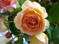 IMGP0125.webp