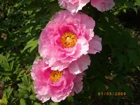 013.webp