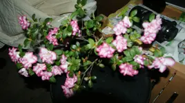 DSC04660.webp