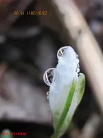 schneeglöckchen nass.webp
