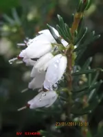 heide.webp