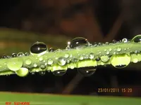 gras mit tropfen.webp