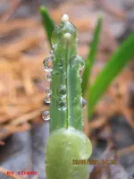 tropfenkrone.webp