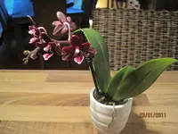 021.webp