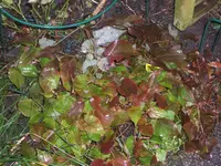Topinambur +co 070.webp