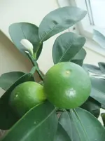DSCF2287.webp