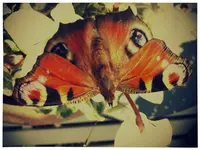 112.webp