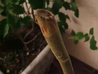 DSCF4855.webp