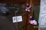 Orchide 1.JPG