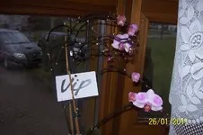 Orchide 1.webp