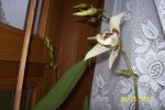 Orchide 2.JPG