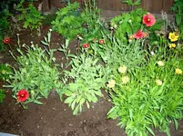 Sommerblumen.webp