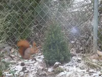 eich1.webp