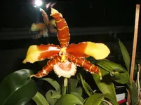 orchideen 033.webp