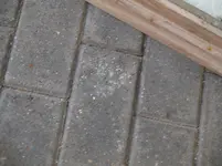 P1277272.webp