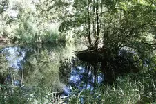 Teich Aug. 2.webp