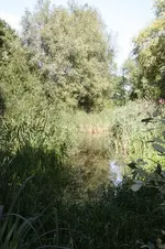 Teich August 2010.webp