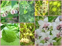 Swan Plant.webp