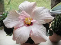 Hibiskus.webp