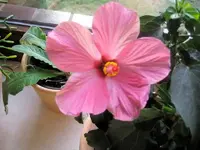 hibis.webp