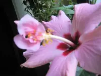 hibi.webp