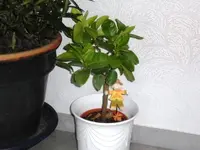 Zitrone3.webp Zitrone3.webp