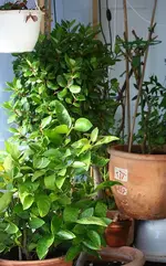 Limette Lorbeer Geranie1.webp