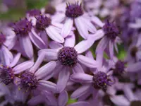 blüten.webp