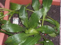 Lilie 001.webp