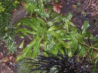 Lilie.webp