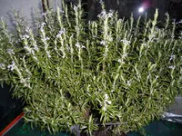 SAM_0205.webp