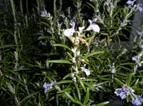 SAM_0206.webp